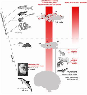 Brain Plasticity in Mammals: An Example for the Role of Comparative Medicine in the Neurosciences